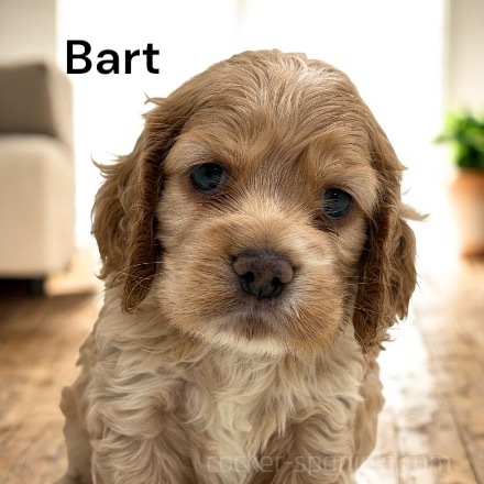 puppy, for, sale, Cocker Spaniel, Joe & Cherri  Overlease, dog, breeder, Miller, MO, dog-breeder, puppy-for-sale, forsale, nearby, find, puppyfind, locator, puppylocator, aca